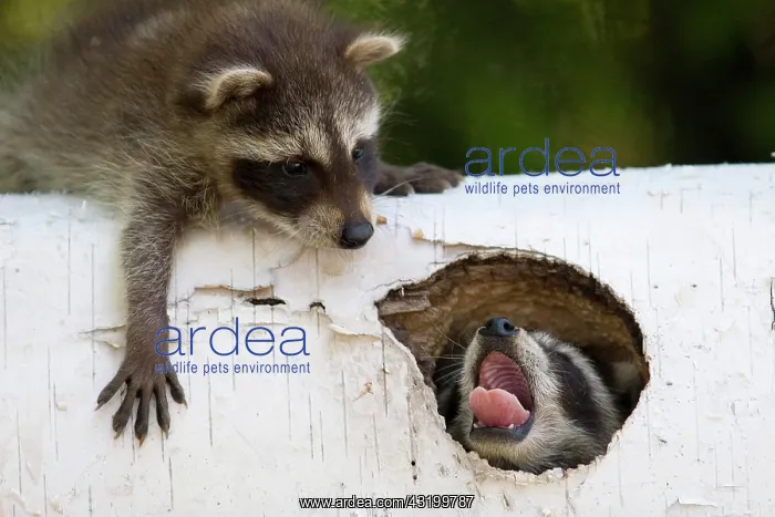  : Playing young racoons