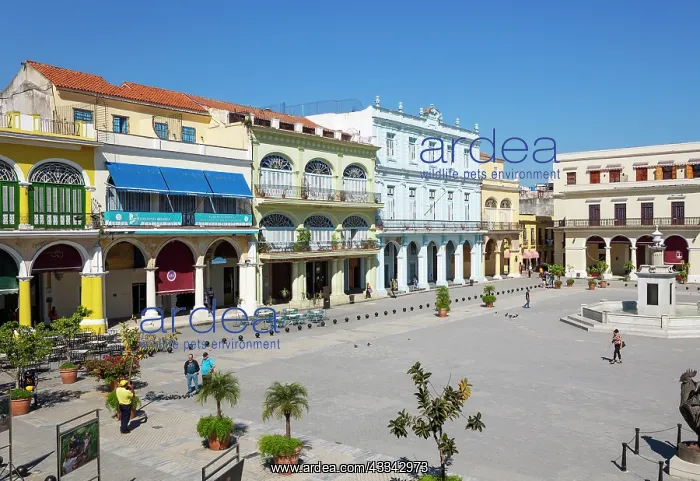 : Plaza Vieja with its restored porticoed buildings : Plaza Vieja with its restored porticoed buildings