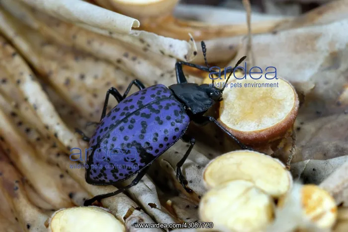 : Pleasing Fungus Beetle : Pleasing Fungus Beetle