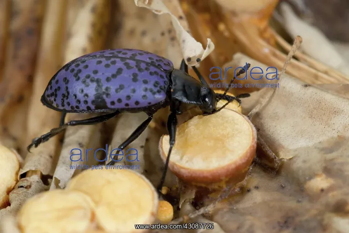 : Pleasing Fungus Beetle : Pleasing Fungus Beetle