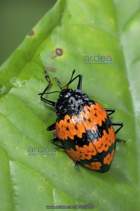 : Pleasing Fungus Beetle (Family Erotylidae) : Pleasing Fungus Beetle (Family Erotylidae)