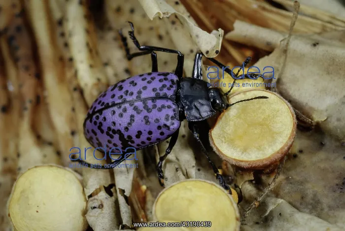 : Pleasing Fungus Beetle, Gibbifer californicus, eating : Pleasing Fungus Beetle, Gibbifer californicus, eating