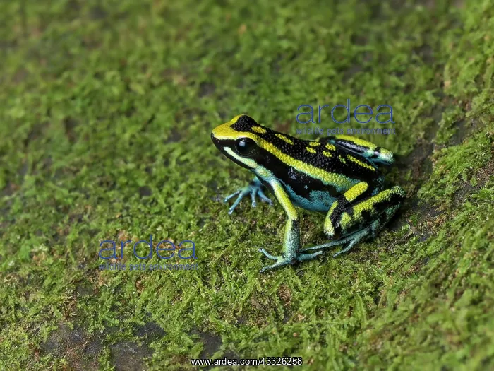 : Pleasing Poison Frog (Amereega bassleri), ?Ojos : Pleasing Poison Frog (Amereega bassleri), ?Ojos