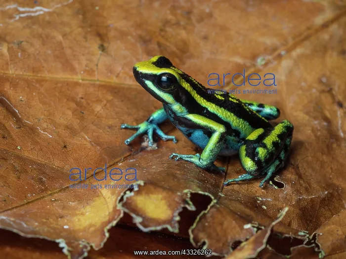 : Pleasing Poison Frog (Amereega bassleri), ?Ojos : Pleasing Poison Frog (Amereega bassleri), ?Ojos