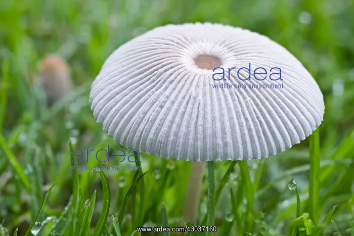 : Pleated Inkcap in lawn - Norfolk UK : Pleated Inkcap in lawn - Norfolk UK