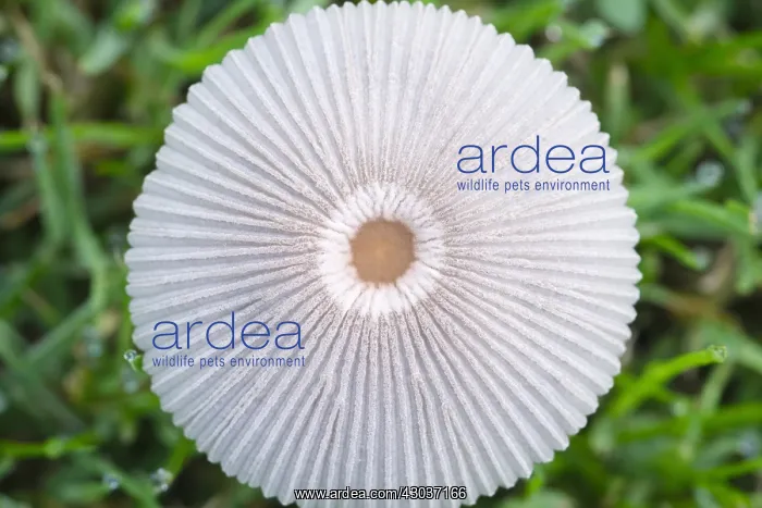  : Pleated Inkcap in lawn - Norfolk UK