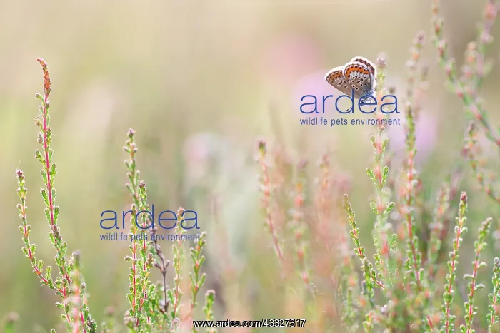 : Plebeius argus : Plebeius argus