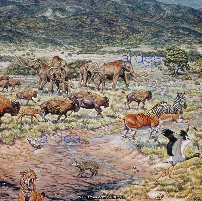 : Pleistocene Mammals : Pleistocene Mammals