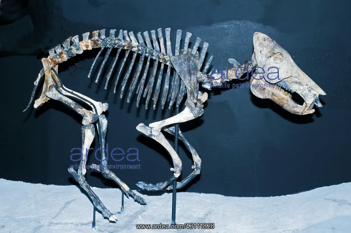 : Pleistocene Peccary Fossil : Pleistocene Peccary Fossil