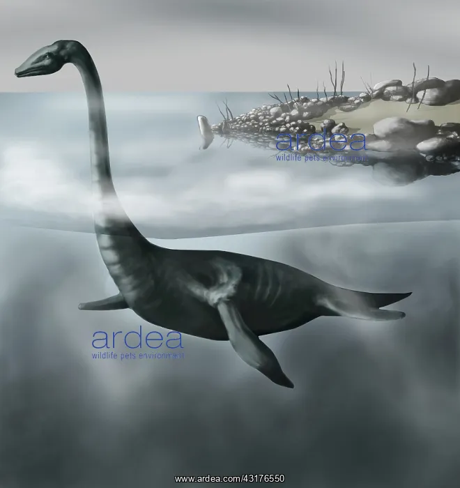 : Plesiosaur : Plesiosaur