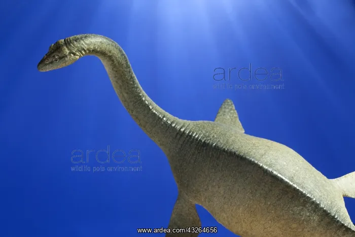  : Plesiosaur swimming. Lenght: 23 feet. Cretaceous