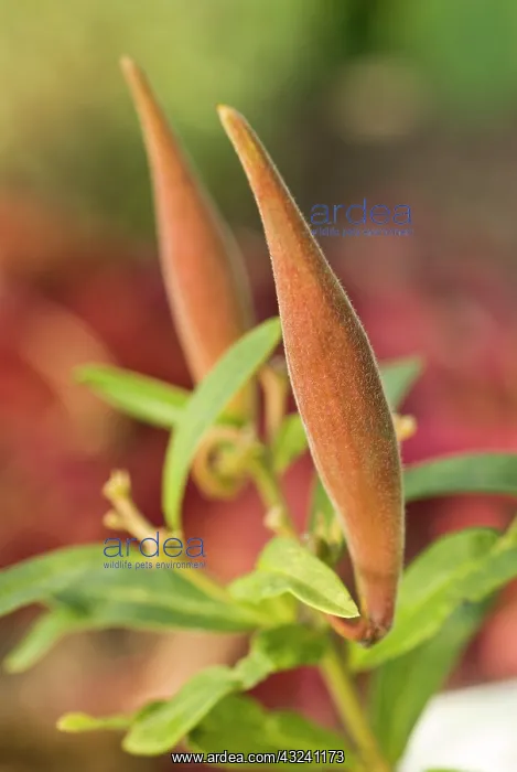 : Pleurisyroot : Pleurisyroot