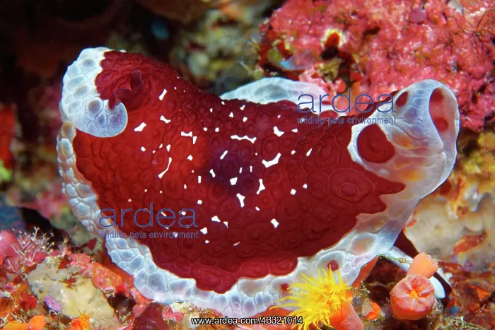 : Pleurobranchus grandis (Pleurobranchus grandis) : Pleurobranchus grandis (Pleurobranchus grandis)