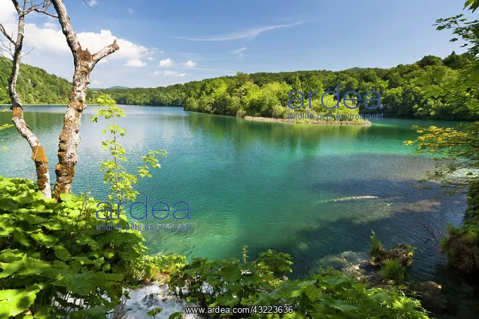 : The Plitvice Lakes in the National Park : The Plitvice Lakes in the National Park