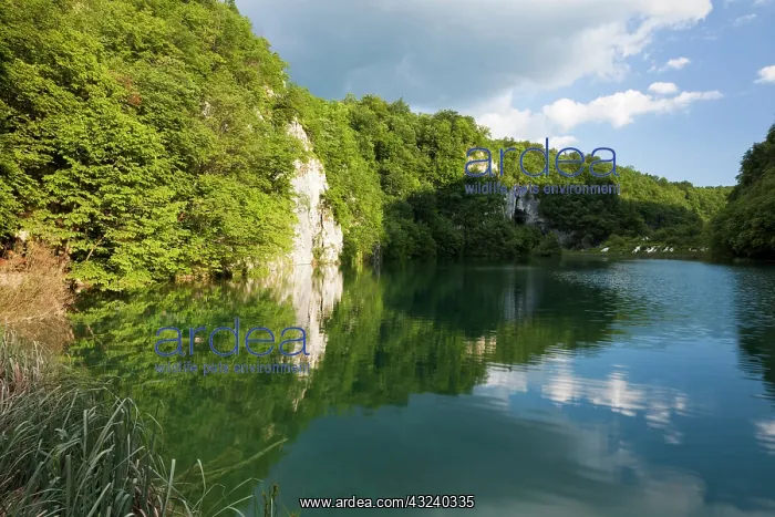 : The Plitvice Lakes in the National Park : The Plitvice Lakes in the National Park