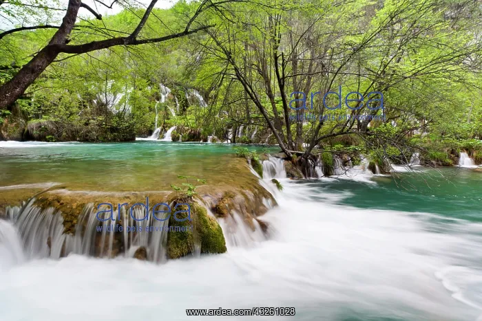 : The Plitvice Lakes in the National Park : The Plitvice Lakes in the National Park