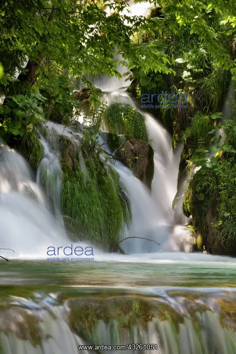 : The Plitvice Lakes in the National Park : The Plitvice Lakes in the National Park