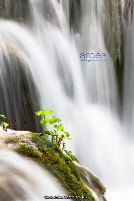 : The Plitvice Lakes in the National Park : The Plitvice Lakes in the National Park
