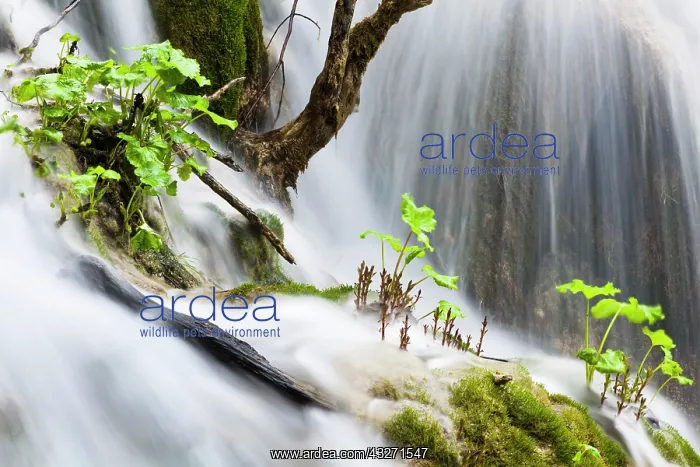 : The Plitvice Lakes in the National Park : The Plitvice Lakes in the National Park