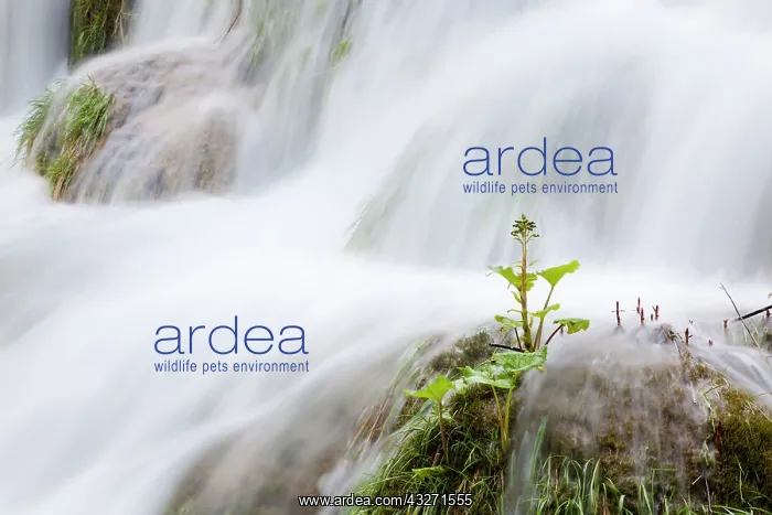 : The Plitvice Lakes in the National Park : The Plitvice Lakes in the National Park