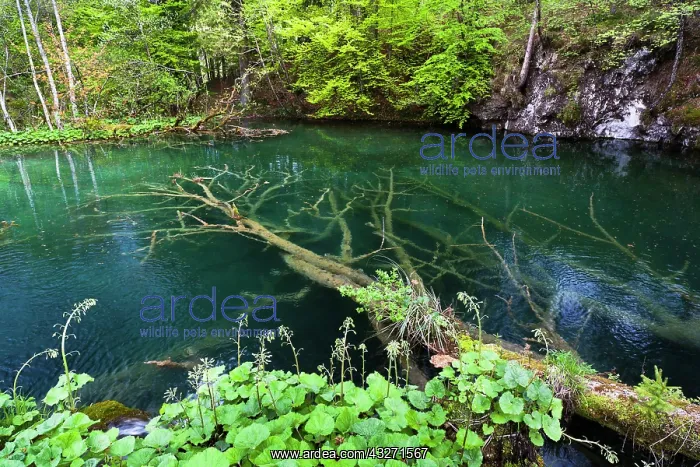 : The Plitvice Lakes in the National Park : The Plitvice Lakes in the National Park