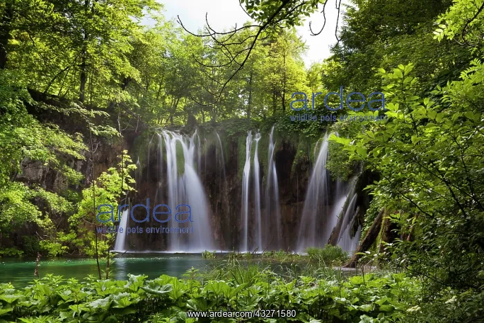 : The Plitvice Lakes in the National Park : The Plitvice Lakes in the National Park