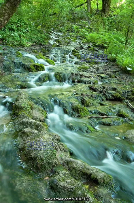 : Plitvice waterfall in forest : Plitvice waterfall in forest