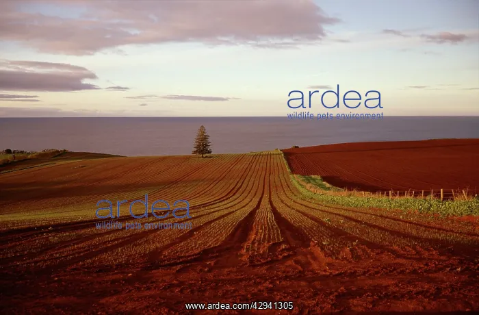 : Ploughed field, late afternoon. Northwestern coast : Ploughed field, late afternoon. Northwestern coast