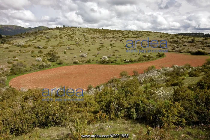 : Ploughed field in a former swallow-hole or doline : Ploughed field in a former swallow-hole or doline