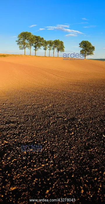 : Ploughed and harrowed field, row of poplars on the : Ploughed and harrowed field, row of poplars on the