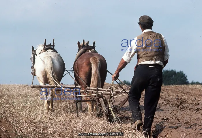 : PLOUGHING HORSES : PLOUGHING HORSES