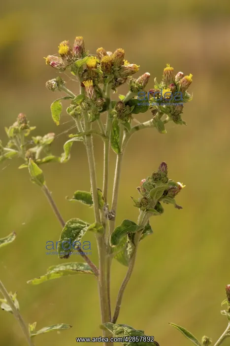 : Ploughman's spikenard : Ploughman's spikenard