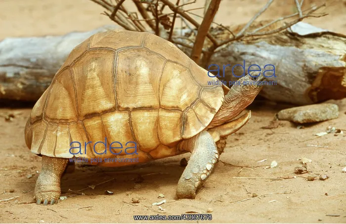 : PLOUGHSHARE TORTOISE - Very rare : PLOUGHSHARE TORTOISE - Very rare