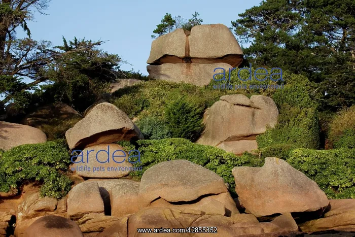  : Ploumanach, Brittany, France