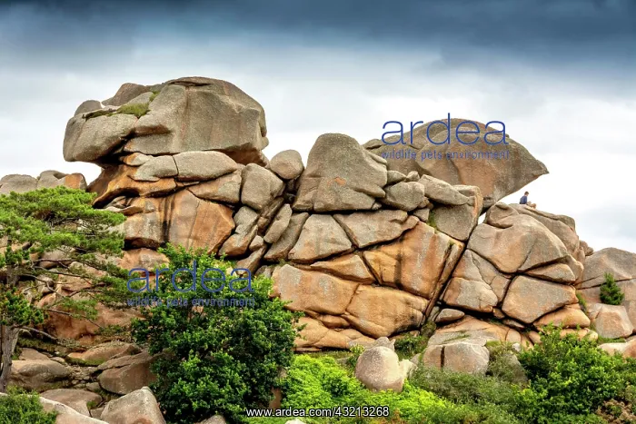 : Ploumanach, giant rocks at the Cote granit rose : Ploumanach, giant rocks at the Cote granit rose