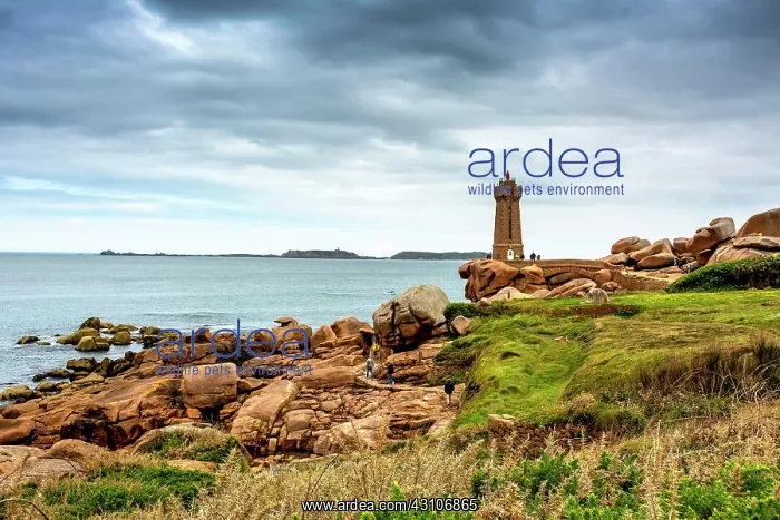 : Ploumanach Mean Ruz lighthouse in pink granite coast : Ploumanach Mean Ruz lighthouse in pink granite coast