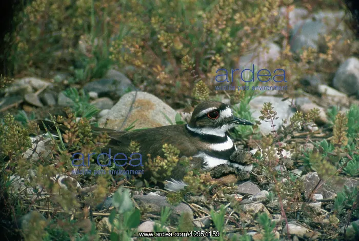 : Plover / Killdeer & chick at nest : Plover / Killdeer & chick at nest
