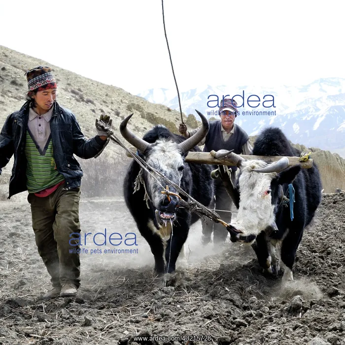 : Plowing plow pulled by yaks - High Mustang Nepal : Plowing plow pulled by yaks - High Mustang Nepal