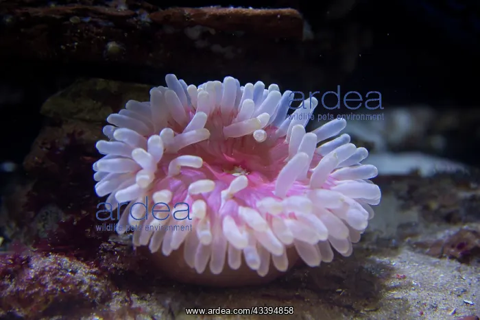 : Plum Anemone : Plum Anemone