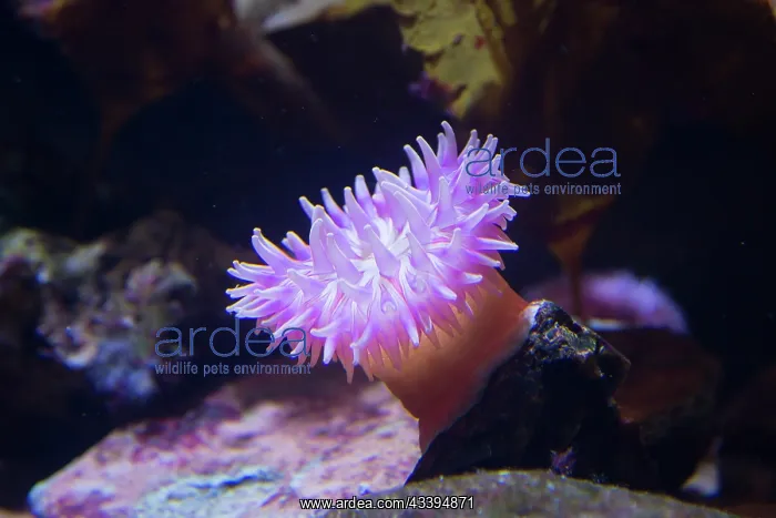 : Plum Anemone : Plum Anemone