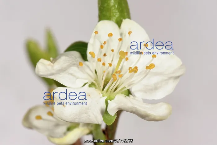 : Plum Flower : Plum Flower