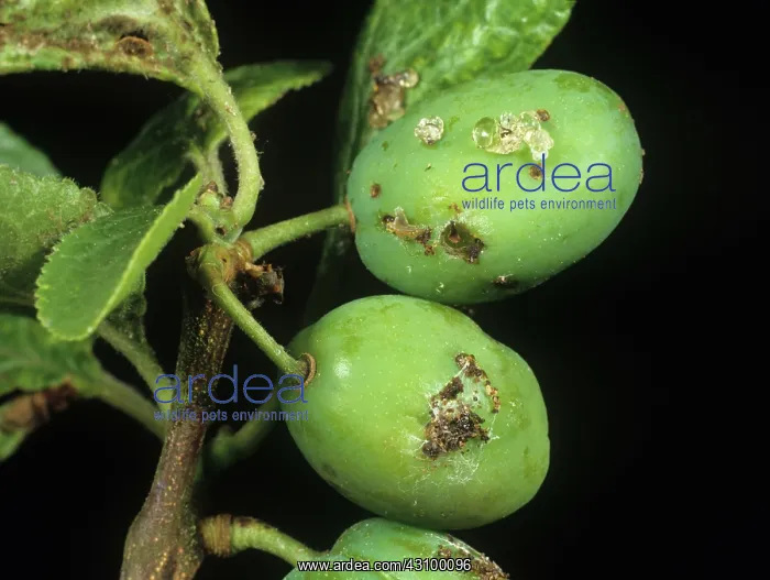 : Plum fruit moth damage : Plum fruit moth damage