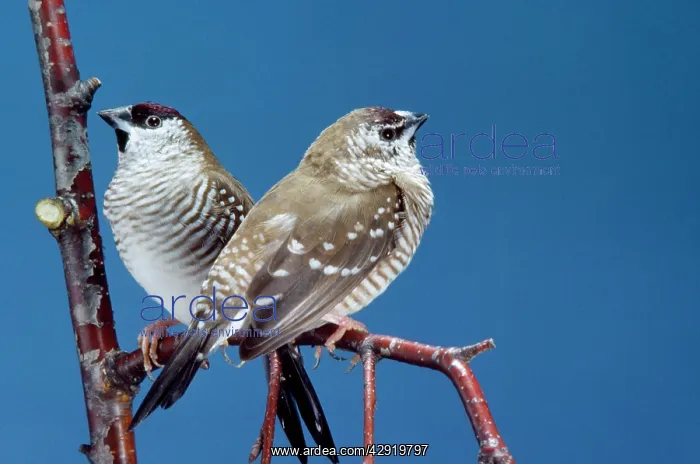  : Plum-headed Finch