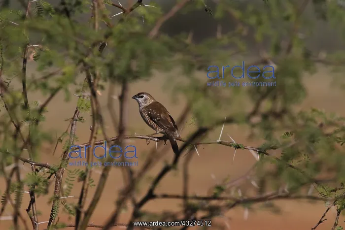 : Plum-headed Finch female : Plum-headed Finch female