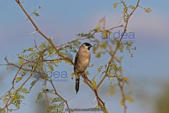 : Plum-headed Finch male : Plum-headed Finch male