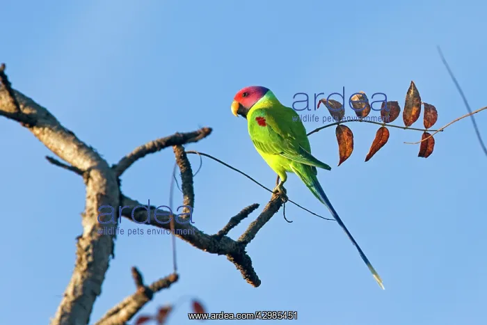 : Plum-headed Parakeet : Plum-headed Parakeet