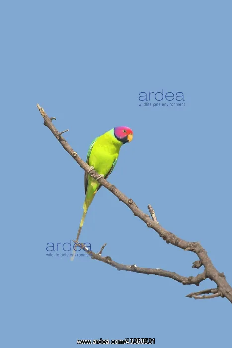 : Plum-headed Parakeet : Plum-headed Parakeet