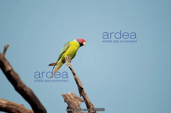 : Plum-headed parakeet - perched on branch : Plum-headed parakeet - perched on branch