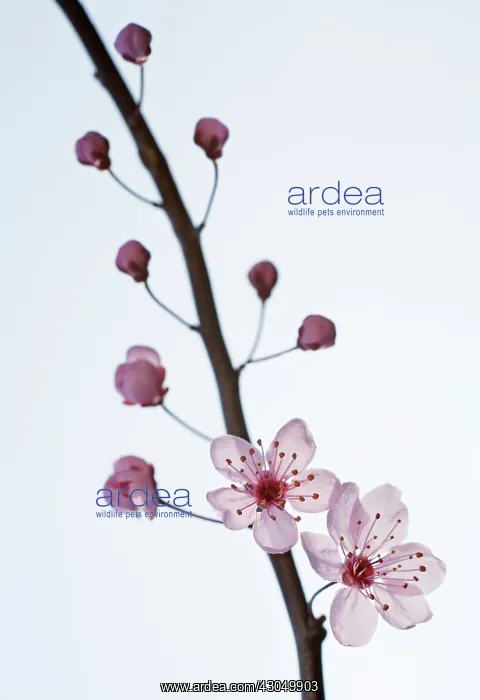 : Plum, Prunus domestica : Plum, Prunus domestica