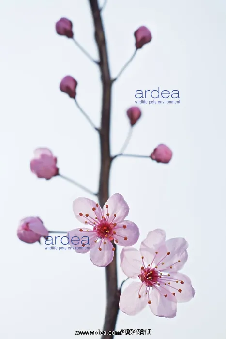 : Plum, Prunus domestica : Plum, Prunus domestica